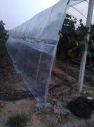 大棚防蟲網展示